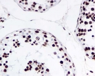 NBP1-96054 - Histone H4