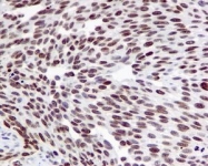 NBP1-96054 - Histone H4