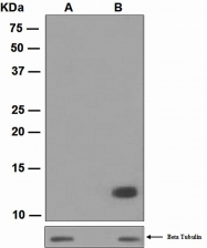 NBP1-96054 - Histone H4