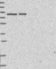NBP1-89676 - hnRNP-R / HNRNPR