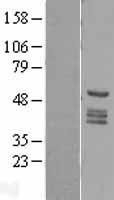 NBL1-11785 - htrA1 Lysate