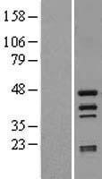 NBL1-11787 - htrA4 Lysate