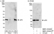 NBP1-52641 - EIF6 / ITGB4BP