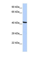 NBP1-55221 - Kaptin