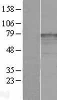 NBL1-12130 - katanin-p80 Lysate