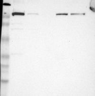 NBP1-90634 - Kinectin