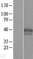 NBL1-11425 - macroH2A.1 Lysate