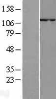 NBL1-15192 - p107 Lysate