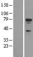 NBL1-17209 - p73 Lysate