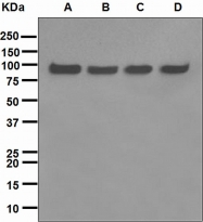 NBP1-95503 - TER ATPase / VCP