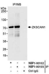 NBP1-00102 - ZNF36