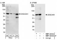 NBP1-00103 - ZNF36