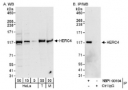 NBP1-00104 - HERC4