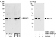 NBP1-00109 - NRBF2