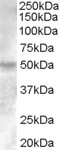 NBP1-00182 - Estrogen-related receptor gamma