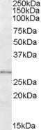 NBP1-00210 - LYPLAL1