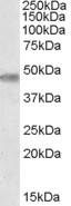 NBP1-00246 - TOM1L1