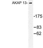 NBP1-00706 - AKAP13