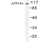 NBP1-00720 - ATP1A1