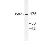 NBP1-00723 - BAI1