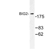 NBP1-00725 - ARFGEF2