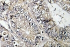 NBP1-00725 - ARFGEF2