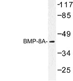 NBP1-00727 - BMP8A