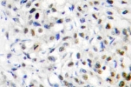 NBP1-00783 - DNMT3B