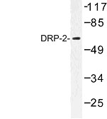 NBP1-00785 - DRP2