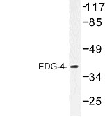 NBP1-00791 - EDG4 / LPAR2