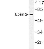 NBP1-00812 - Epsin-2