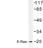 NBP1-00813 - ERAS / HRAS2