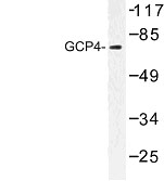 NBP1-00846 - TUBGCP4