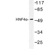 NBP1-00876 - HNF4 alpha / TCF14