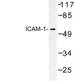 NBP1-00881 - CD54 / ICAM1