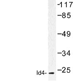 NBP1-00882 - ID4 / BHLHB27