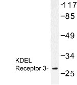 NBP1-00896 - KDEL Receptor 3 / KDELR3