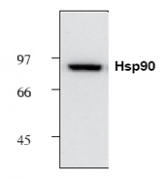 NB120-1429 - Heat Shock Protein 90 / HSP90