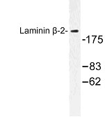 NBP1-00904 - Laminin beta-2