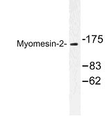 NBP1-00936 - Myomesin-2
