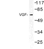 NBP1-01050 - VGF