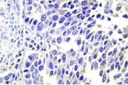 NBP1-01050 - VGF