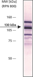 NB120-11193 - Vinculin (VCL)