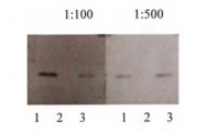 NBP1-02305 - InsP6 kinase 2 / IP6K2