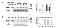 NBP1-02305 - InsP6 kinase 2 / IP6K2