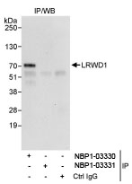 NBP1-03330 - LRWD1