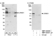 NBP1-03331 - LRWD1