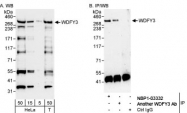 NBP1-03332 - WDFY3 / ALFY