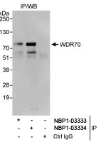 NBP1-03333 - WDR70