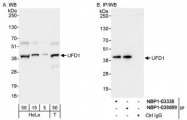 NBP1-03338 - UFD1L